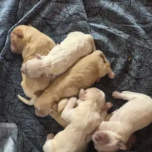 Just Born. Healthy Maltipoo Puppies, Taking Deposits, Couva