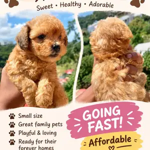 Maltipoo Male and Female, Santa Cruz