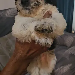 maltipoo, El Socorro