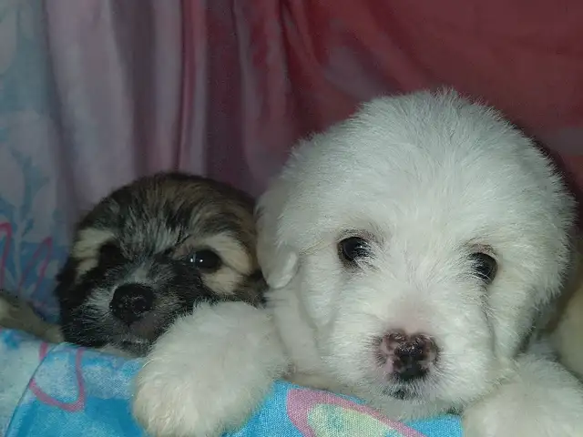 Pups, Fyzabad
