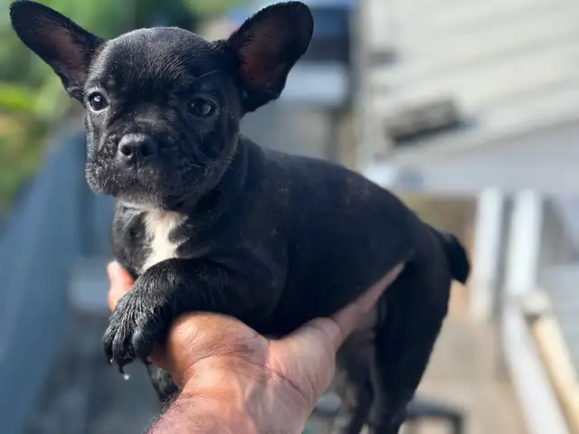 Beautiful Frenchies Puppies, Blue Range