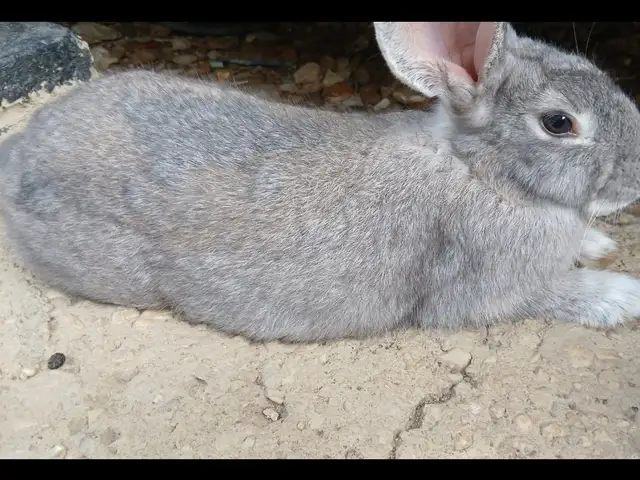 Rabbits, Arima