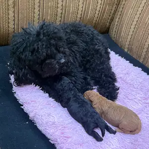 Purebred Toy Poodle, Curepe
