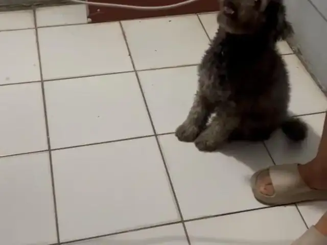 Adult female Maltipoo, Couva