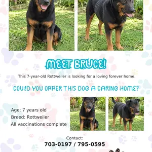 Adopt our loving dogs, Caroni