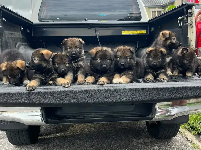 8k negotiable for the long coats and 6k for short coats, Chaguanas