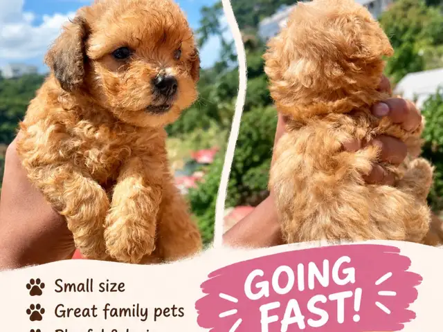 Maltipoo Male and Female, Santa Cruz