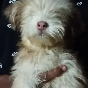 Maltipoo puppy available, Long Circular