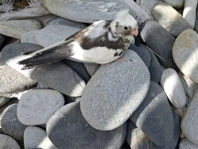 Hand Tamed Cockatiels, D'abadie