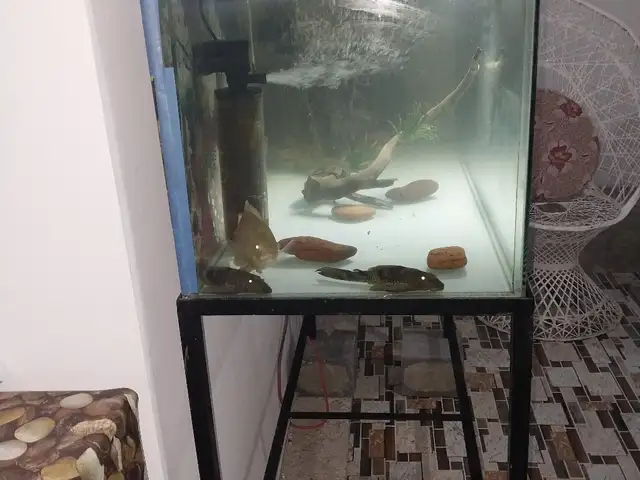 aquarium and stand, Carapichaima