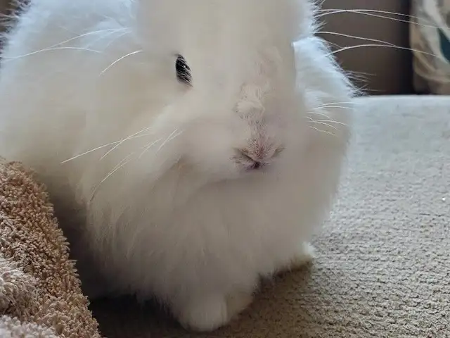 Angora Male Rabbit, Cocoyea
