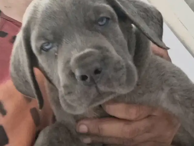 Cane Corso Puppies, Arima
