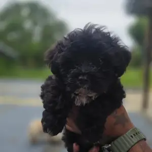 Yokiepoo pups, Arima