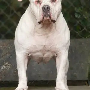 Plain white American bully 10 months very playful, El Dorado