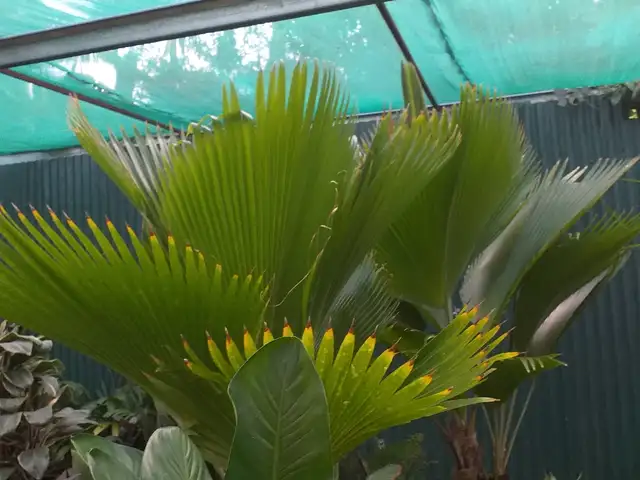 SAGO PALMS, Petit Valley, Diego Martin
