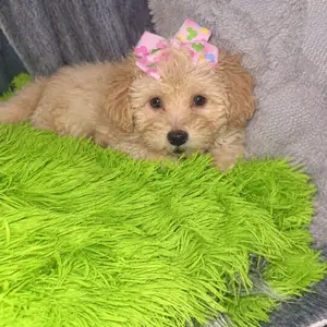 Female Maltipoo, Long Circular