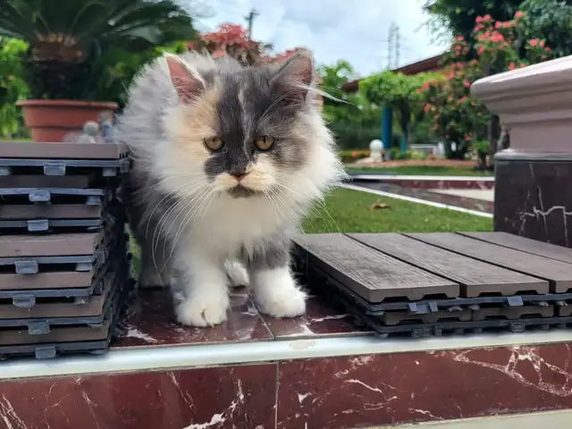 Ragdoll Persian kitten, Arima
