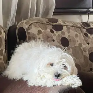Male maltipoo 8 months. FEMALE 3 months, Couva
