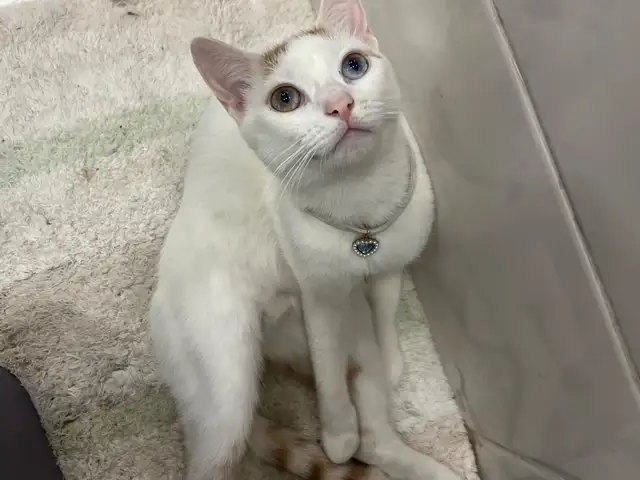 Cute Cat available for adoption, Curepe