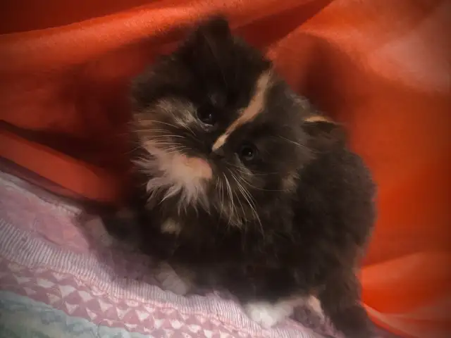 Persian Kittens, San Fernando
