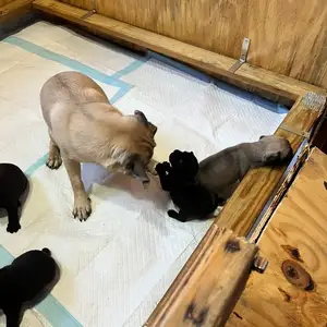 Pug Puppies, Princes Town