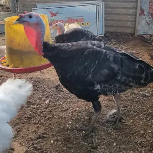Young male turkey, San Juan