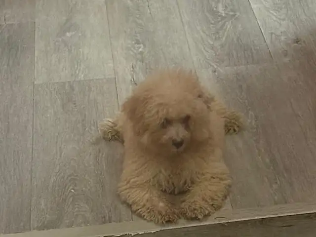 Adorable Poodle pups, Arima