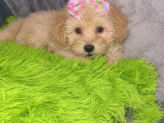 Female Maltipoo, Long Circular