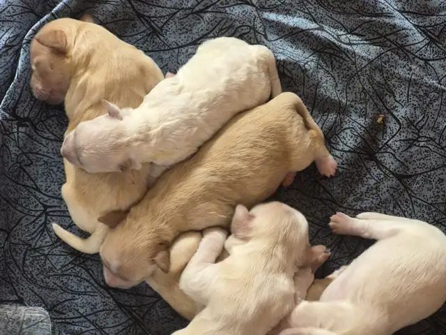 Just Born. Healthy Maltipoo Puppies, Taking Deposits, Couva