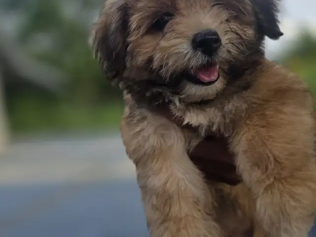 Yorkiepoo puppies, Arima