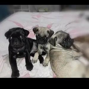 pure breed pug, Talparo