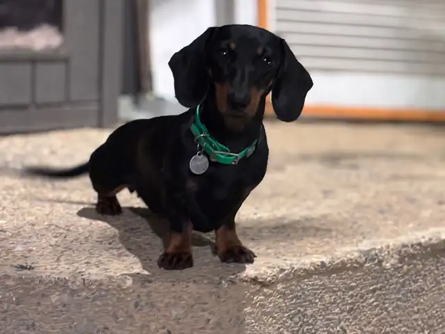 Purebred Miniature Dachshunds, Bayshore