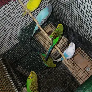 English budgies, La Romain