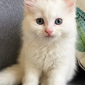 Adorable Persian Cutie, Cunupia