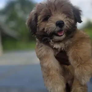 Yorkiepoo puppies, Arima