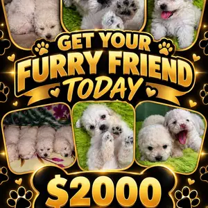 Maltipoo, Princes Town