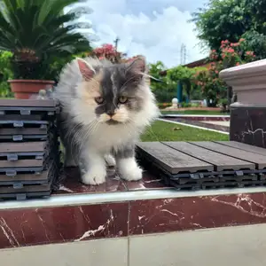 Ragdoll Persian kitten, Arima