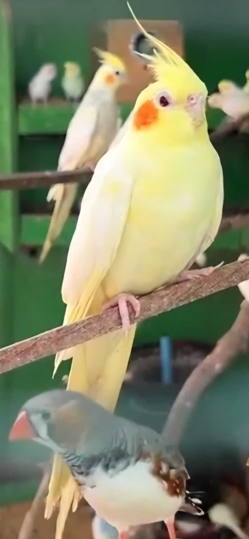 Cockatiels TT$350 №604386 in Central - Birds - sell, buy, ads on