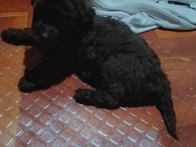 Maltipoo Pups toy, San Fernando