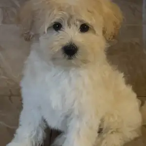 Male maltipoo 10 months. FEMALE 1 year going cheap get yours today, Couva