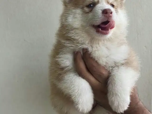 Female Husky, Chaguanas