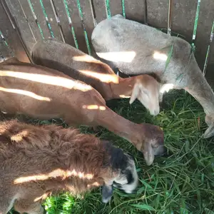 Breeding Ram sheep 3 full female 1 small ram, La Romain