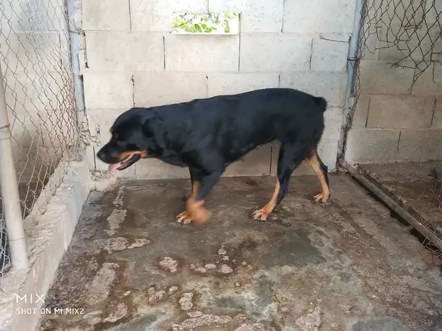 female Rottweiler, Chase Village