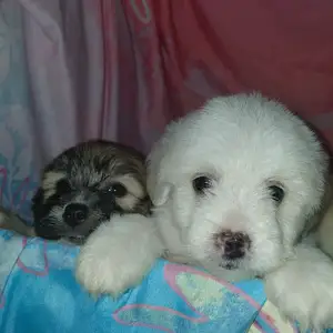 Pups, Fyzabad