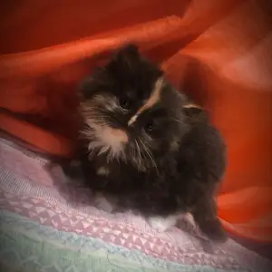 Persian Kittens, San Fernando