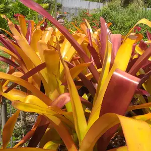 plants, Petit Valley, Diego Martin