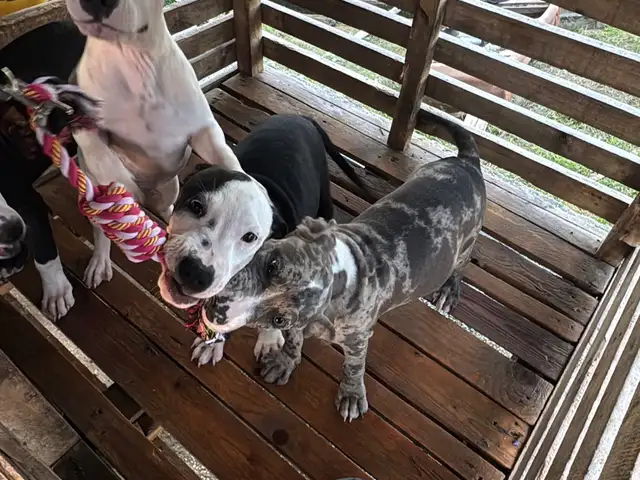 Standard/ Xl Bully, Point Fortin