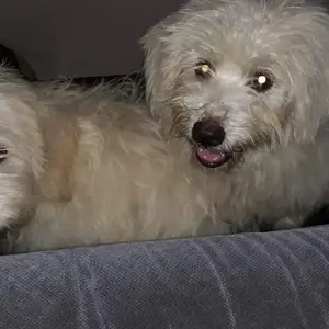 Adults Toy maltipoo get yours today BEST DEAL, Couva