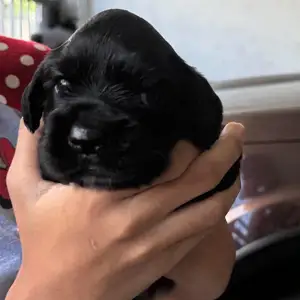 Pure and Well bred Cocker Spaniel pup, 7 week old male. Pics of parents shown, Arouca