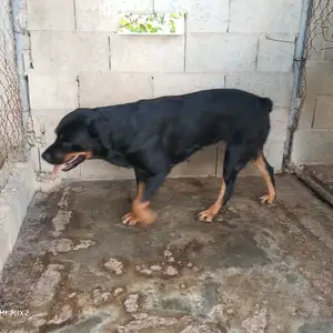 female Rottweiler, Chase Village